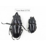 Neolucanus sp. China, Yunnan, Honghe, Jinping county.1P. Luca-Neol-21732.