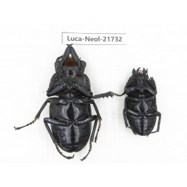 Neolucanus sp. China, Yunnan, Honghe, Jinping county.1P. Luca-Neol-21732.