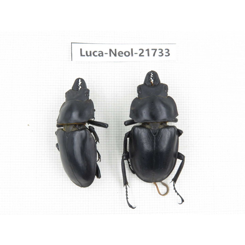 Neolucanus sp. China, Yunnan, Honghe, Jinping county.2M. Luca-Neol-21733.