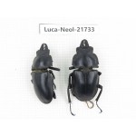 Neolucanus sp. China, Yunnan, Honghe, Jinping county.2M. Luca-Neol-21733.
