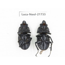 Neolucanus sp. China, Yunnan, Honghe, Jinping county.2M. Luca-Neol-21733.