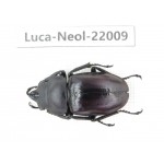 Neolucanus sp. China,  Tibet, Linzhi, Motuo county. 1M. Luca-Neol-22009.