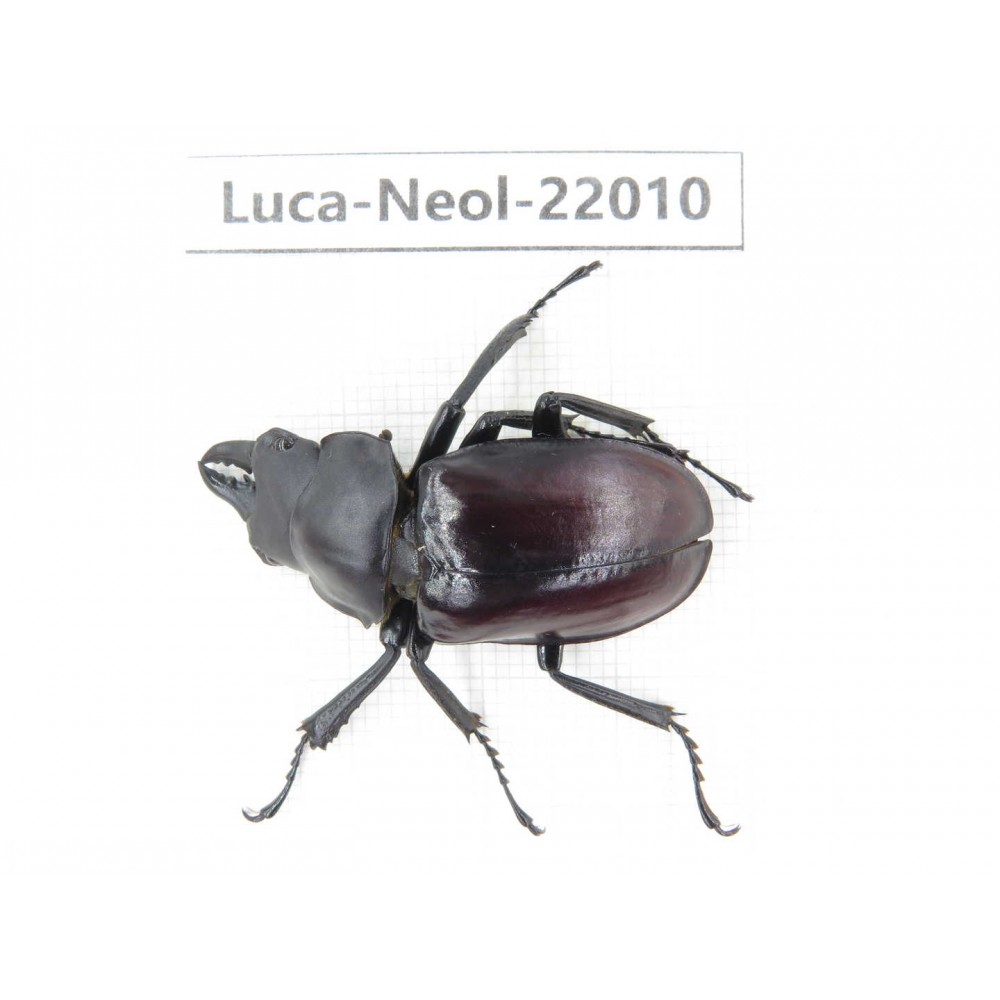 Neolucanus sp. China,  Tibet, Linzhi, Motuo county. 1M. Luca-Neol-22010.