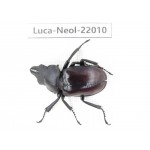 Neolucanus sp. China,  Tibet, Linzhi, Motuo county. 1M. Luca-Neol-22010.