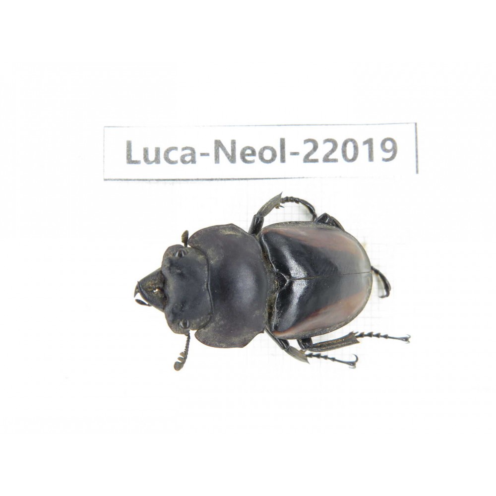 Neolucanus sp. China,  Yunnan, Chuxiong, Shuangbai county (N Mt.Ailaoshan.) 1M. Luca-Neol-22019.