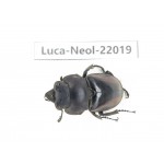 Neolucanus sp. China,  Yunnan, Chuxiong, Shuangbai county (N Mt.Ailaoshan.) 1M. Luca-Neol-22019.
