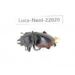 Neolucanus sp. China,  Yunnan, Chuxiong, Shuangbai county (N Mt.Ailaoshan.) 1M. Luca-Neol-22020.