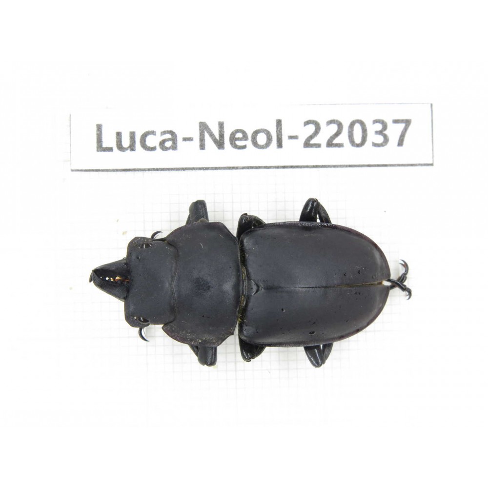 Neolucanus sp. China,  Yunnan, Honghe, Pingbian county. 1M. Luca-Neol-22037.