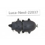 Neolucanus sp. China,  Yunnan, Honghe, Pingbian county. 1M. Luca-Neol-22037.