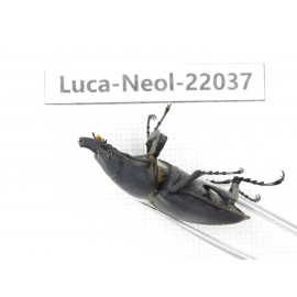 Neolucanus sp. China,  Yunnan, Honghe, Pingbian county. 1M. Luca-Neol-22037.