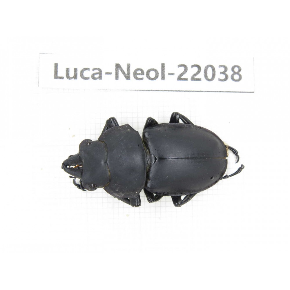 Neolucanus sp. China,  Yunnan, Honghe, Pingbian county. 1M. Luca-Neol-22038.