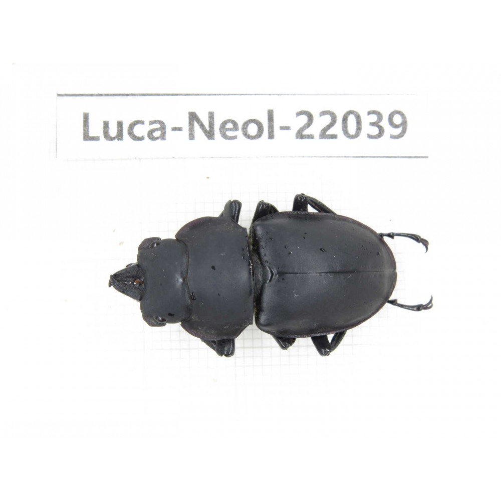 Neolucanus sp. China,  Yunnan, Honghe, Pingbian county. 1M. Luca-Neol-22039.