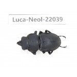 Neolucanus sp. China,  Yunnan, Honghe, Pingbian county. 1M. Luca-Neol-22039.