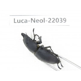 Neolucanus sp. China,  Yunnan, Honghe, Pingbian county. 1M. Luca-Neol-22039.