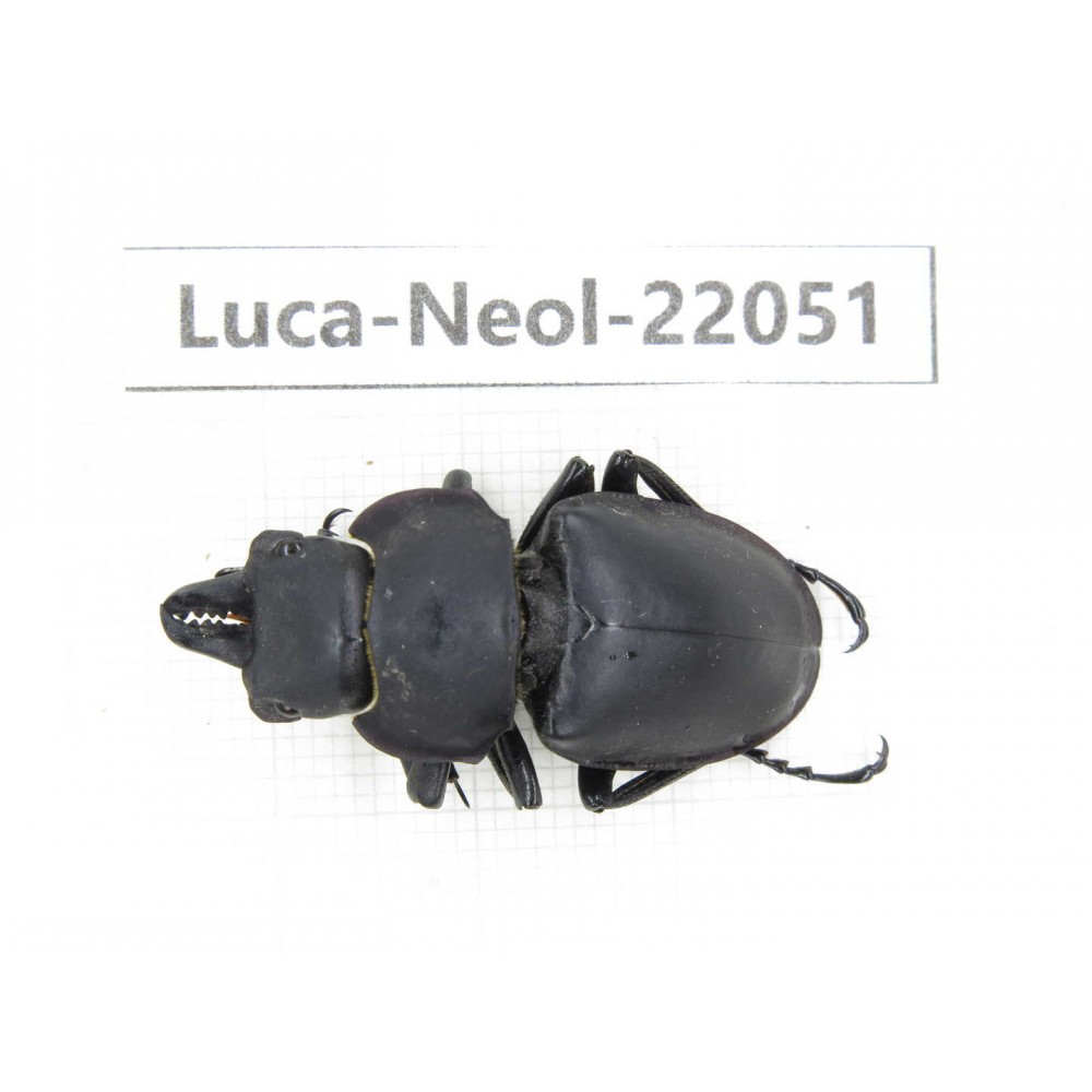 Neolucanus sp. China,  Yunnan, Honghe, Pingbian county. 1M. Luca-Neol-22051.