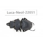 Neolucanus sp. China,  Yunnan, Honghe, Pingbian county. 1M. Luca-Neol-22051.