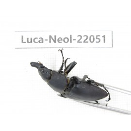 Neolucanus sp. China,  Yunnan, Honghe, Pingbian county. 1M. Luca-Neol-22051.