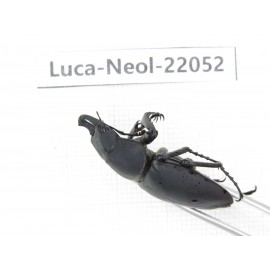 Neolucanus sp. China,  Yunnan, Honghe, Pingbian county. 1M. Luca-Neol-22052.