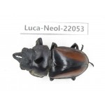 Neolucanus sp. China,  Yunnan, Honghe, Pingbian county. 1M. Luca-Neol-22053.