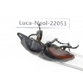 Neolucanus sp. China,  Yunnan, Honghe, Pingbian county. 1M. Luca-Neol-22053.