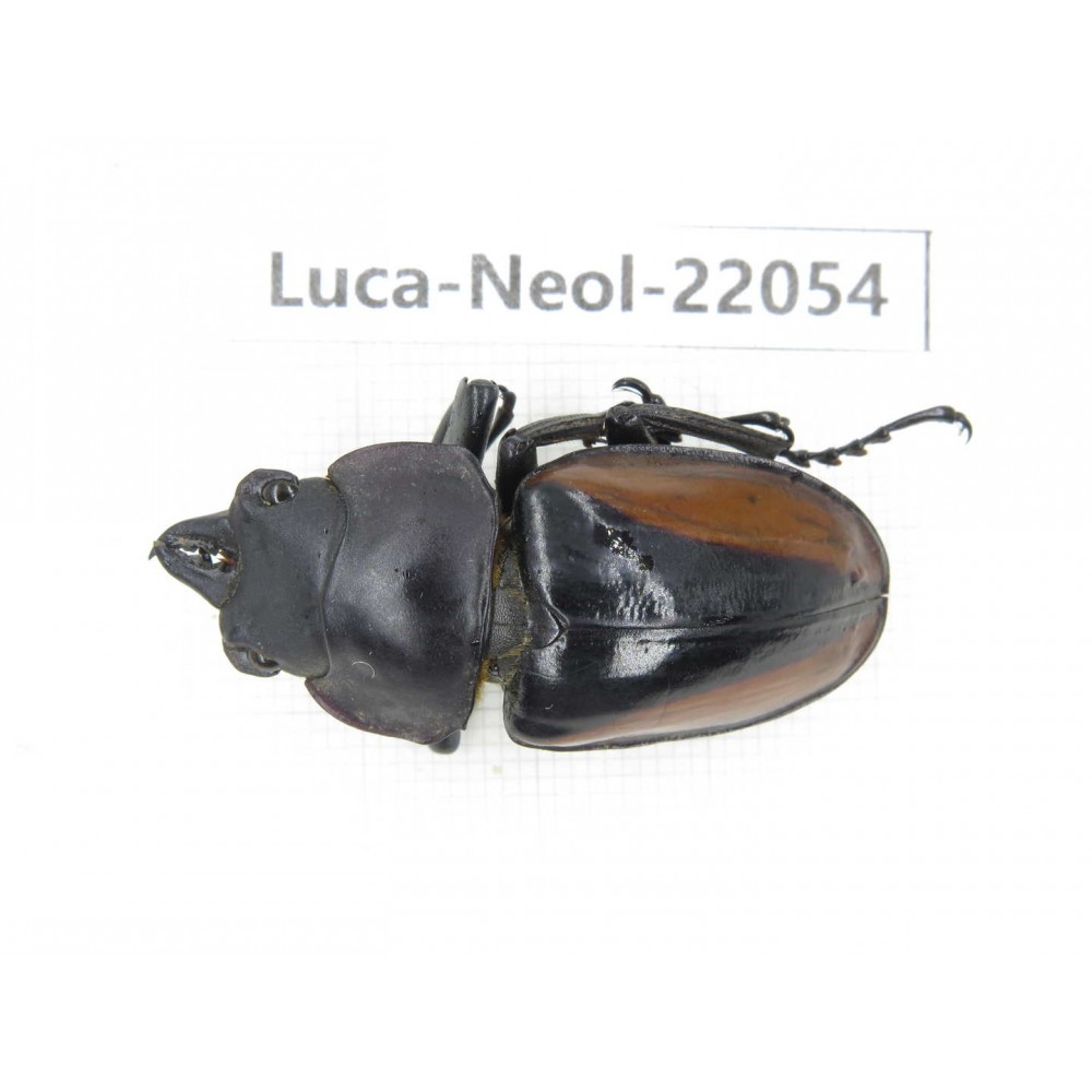 Neolucanus sp. China,  Yunnan, Honghe, Pingbian county. 1M. Luca-Neol-22054.