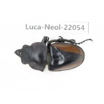 Neolucanus sp. China,  Yunnan, Honghe, Pingbian county. 1M. Luca-Neol-22054.