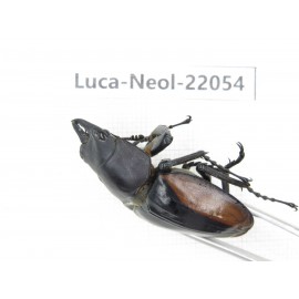 Neolucanus sp. China,  Yunnan, Honghe, Pingbian county. 1M. Luca-Neol-22054.