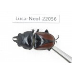 Neolucanus sp. China,  Yunnan, Honghe, Pingbian county. 1M. Luca-Neol-22056.