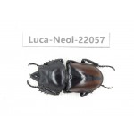 Neolucanus sp. China,  Yunnan, Honghe, Pingbian county. 1M. Luca-Neol-22057.