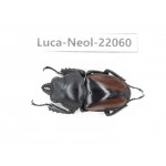 Neolucanus sp. China,  Yunnan, Honghe, Pingbian county. 1M. Luca-Neol-22060.