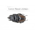 Neolucanus sp. China,  Yunnan, Honghe, Pingbian county. 1M. Luca-Neol-22061.