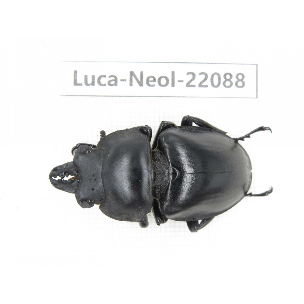 Neolucanus sp. China,  Yunnan, Honghe, Pingbian county. 1M. Luca-Neol-22088.