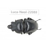 Neolucanus sp. China,  Yunnan, Honghe, Pingbian county. 1M. Luca-Neol-22088.