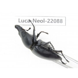Neolucanus sp. China,  Yunnan, Honghe, Pingbian county. 1M. Luca-Neol-22088.