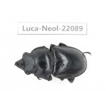 Neolucanus sp. China,  Yunnan, Honghe, Pingbian county. 1M. Luca-Neol-22089.
