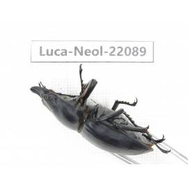Neolucanus sp. China,  Yunnan, Honghe, Pingbian county. 1M. Luca-Neol-22089.