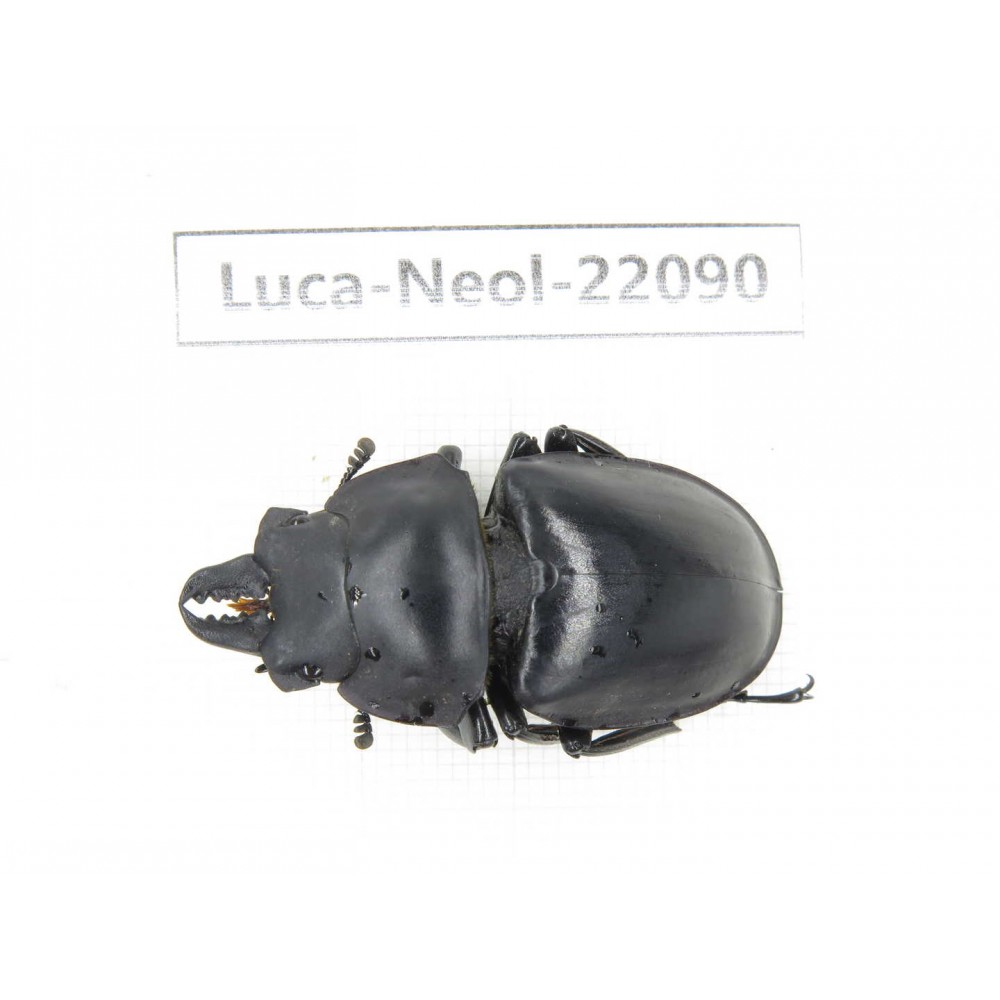 Neolucanus sp. China,  Yunnan, Honghe, Pingbian county. 1M. Luca-Neol-22090.