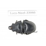 Neolucanus sp. China,  Yunnan, Honghe, Pingbian county. 1M. Luca-Neol-22090.