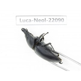 Neolucanus sp. China,  Yunnan, Honghe, Pingbian county. 1M. Luca-Neol-22090.