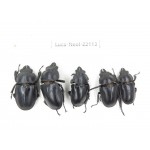 Neolucanus sp. China, Yunnan, Yuxi, Xinping county. 4M1F. Luca-Neol-22113.