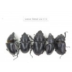 Neolucanus sp. China, Yunnan, Yuxi, Xinping county. 4M1F. Luca-Neol-22115.