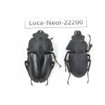 Neolucanus sp. China, Guizhou, Tongren, Mt.Fanjingshan. 1P. Luca-Neol-22200.