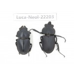 Neolucanus sp. China, Guizhou, Tongren, Mt.Fanjingshan. 1P. Luca-Neol-22203.