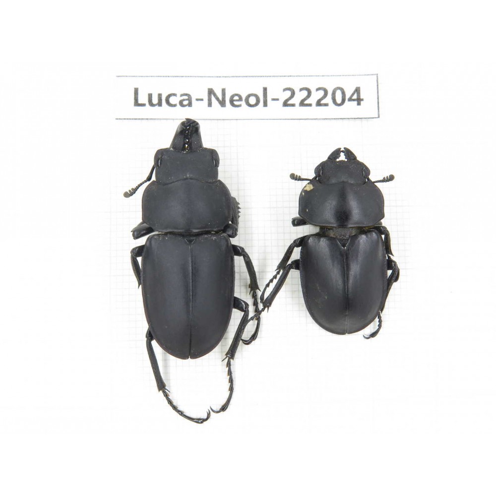 Neolucanus sp. China, Guizhou, Tongren, Mt.Fanjingshan. 1P. Luca-Neol-22204.