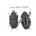Neolucanus sp. China, Guizhou, Tongren, Mt.Fanjingshan. 1P. Luca-Neol-22206.