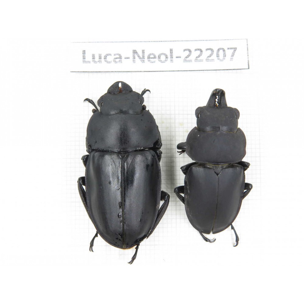 Neolucanus sp. China, Guizhou, Tongren, Mt.Fanjingshan. 1P. Luca-Neol-22207.
