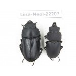 Neolucanus sp. China, Guizhou, Tongren, Mt.Fanjingshan. 1P. Luca-Neol-22207.
