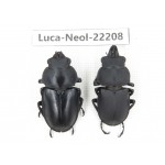 Neolucanus sp. China, Guizhou, Tongren, Mt.Fanjingshan. 1P. Luca-Neol-22208.