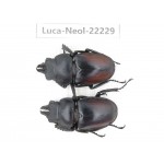 Neolucanus sp. China, Guizhou, Bijie, Jinsha county. 2M. Luca-Neol-22229.
