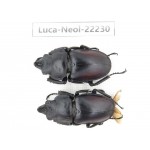 Neolucanus sp. China, Guizhou, Bijie, Jinsha county. 2M. Luca-Neol-22230.